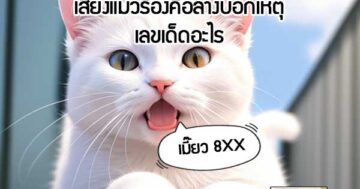 เสียงแมวร้องคือลางบอกเหตุเลขเด็ดอะไร